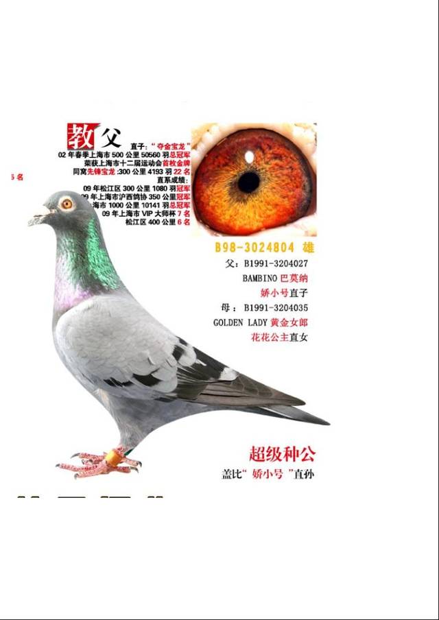 上海龙园鸽业10羽优秀种鸽欣赏拍卖,血统利奥003,盖比,慕利门,克拉克