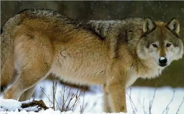 北美灰狼是分布在美国北部,加拿大等北美洲灰狼亚种的统称,是地球上