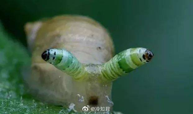 慎入!慎入!这只寄生虫,在蜗牛的眼睛里跳舞