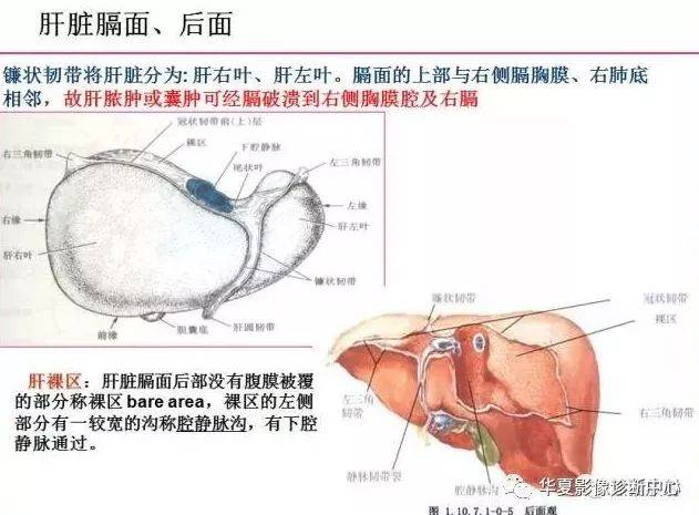 腹部ct分层读片(值得收藏!)