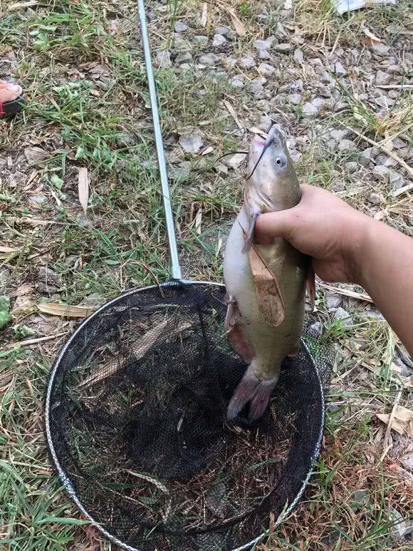 大型掠食鱼嘉陵江水域现一种白骨鱼体型肥硕数量不少