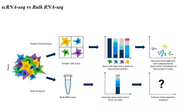 「Journal Club」单细胞测序的基本原理和结果