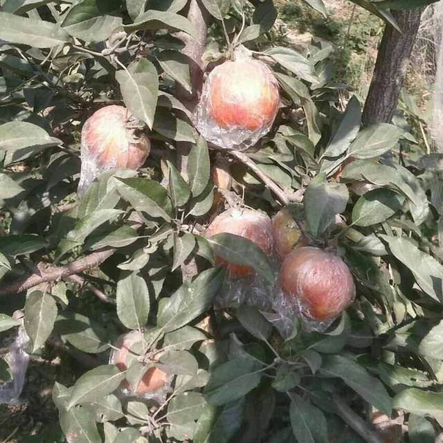爱妃苹果苗——爱妃高端苹果的代名词