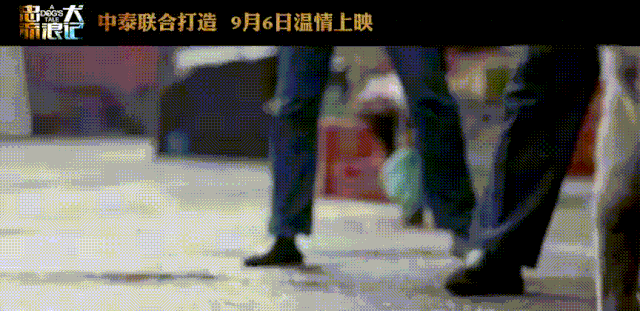 给了人类, 搜救犬含泪送别战友的画面, 我们在无数影视作品中看到过