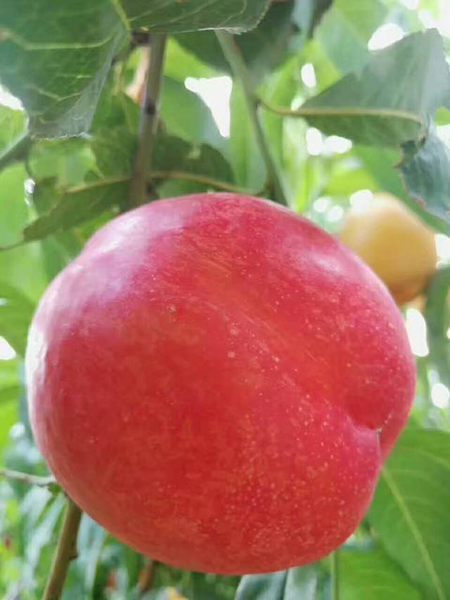 中农金辉油桃,露地设施主栽油桃品种之一