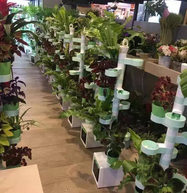 温室花园农场餐厅