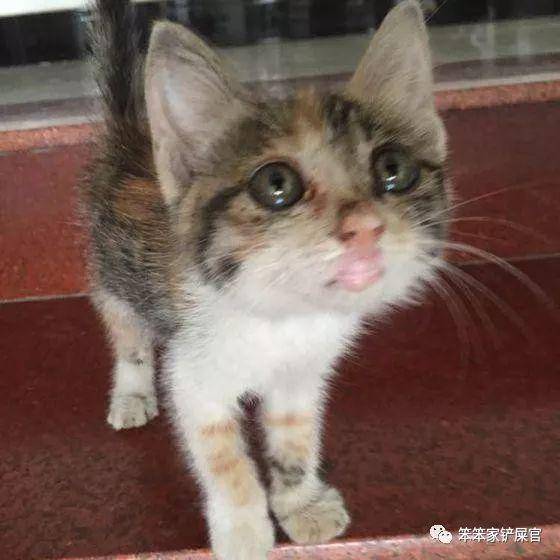 辟谣:猫咪香肠嘴没关系,它自己会好!等变成癌症就麻烦