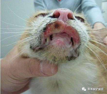 辟谣:猫咪香肠嘴没关系,它自己会好!等变成癌症就麻烦