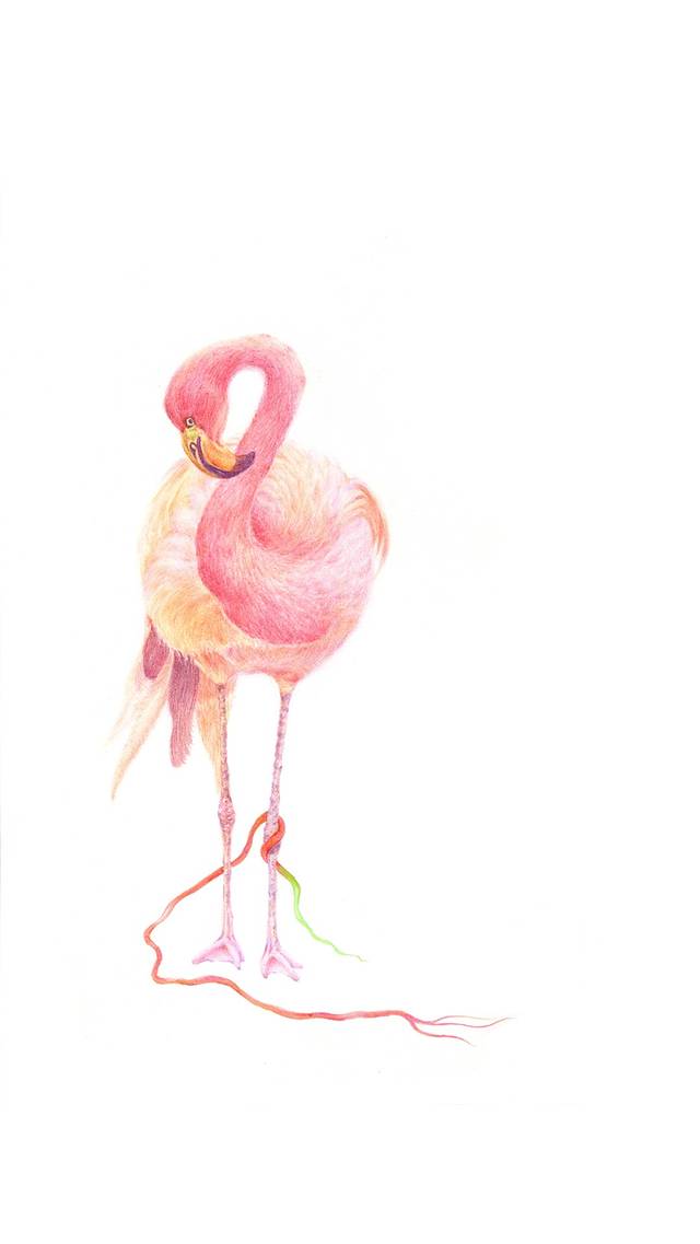 火烈鸟壁纸卡通高清 772