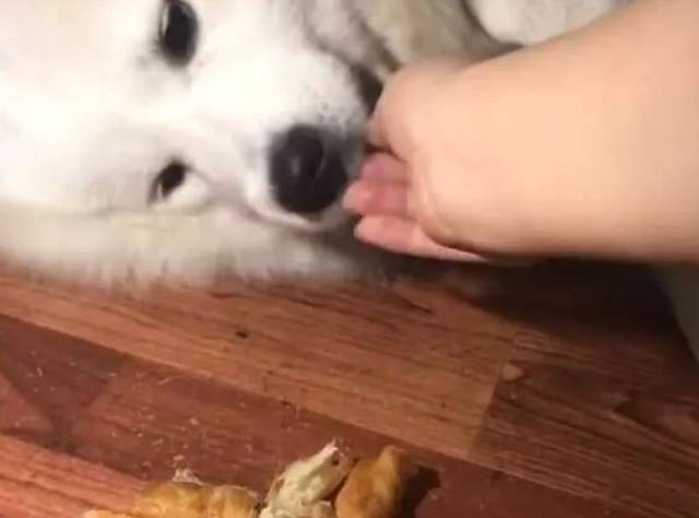 狗狗智障多年吃喝全靠喂已是一条废狗难以存活