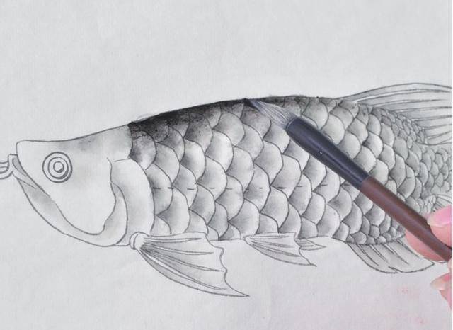 原创一步步学习工笔金龙鱼的画法及染色,简单易画