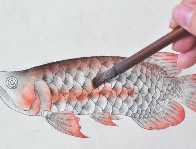 原创一步步学习工笔金龙鱼的画法及染色,简单易画