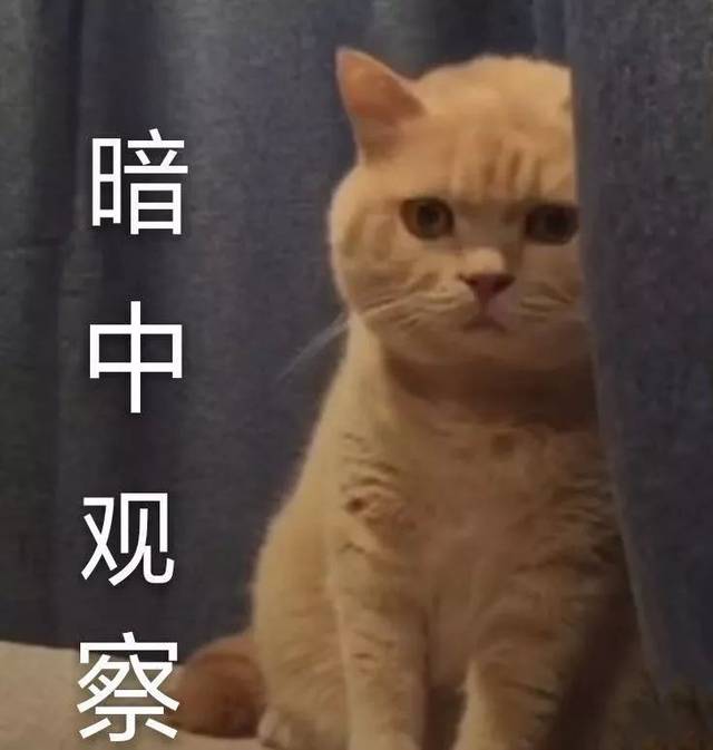 咖喱是一只被绝育的乳色英短公猫,今年五岁,其中最出名的一张表情包当