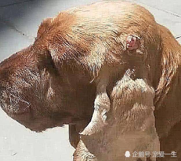 我家狗狗也因为恶性肿瘤离世