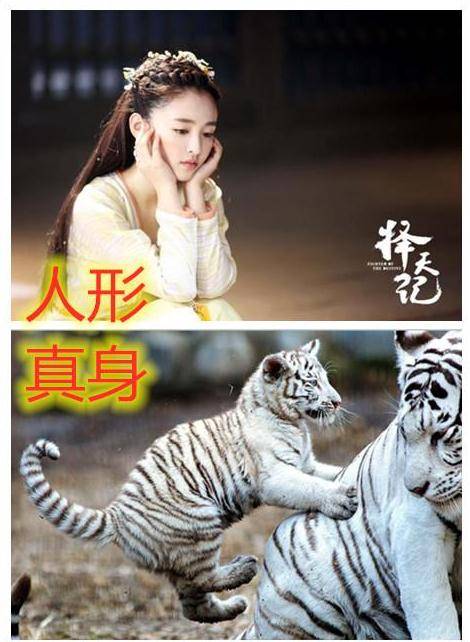 同样是现出原形,徐有容珍贵,白落衡霸气,看到陈长生笑出猪叫