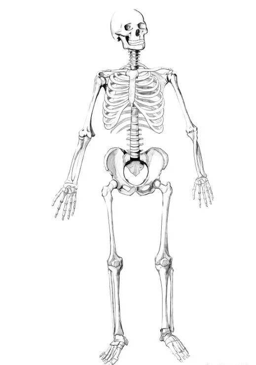钢>骨骼>花岗石>洋松作为人体的"支架" 骨骼的组织特别坚硬 骨骼分为