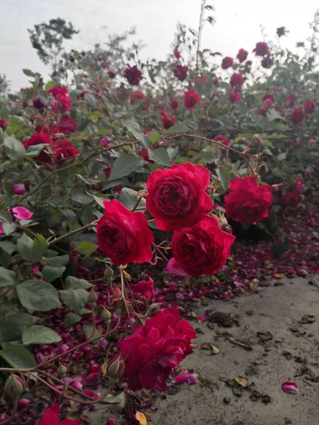 软香红 软香红是纯正的红色月季,并且拥有浓郁的老玫瑰香.
