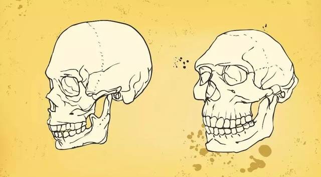 【说闻解事】380万年前的猿人头骨,告诉你不一样的"人类进化史"