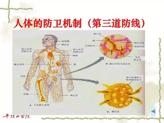 人体结构图解