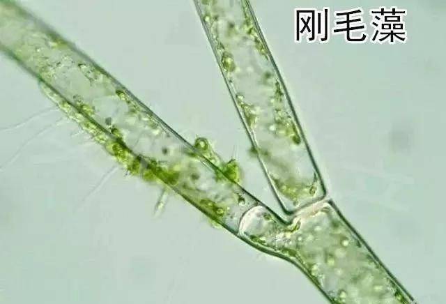 2,刚毛藻 刚毛藻(cladophora)为绿藻纲,刚毛藻科.