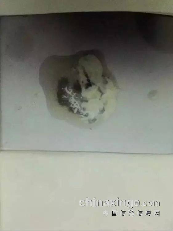 16,鸽子流行性感冒