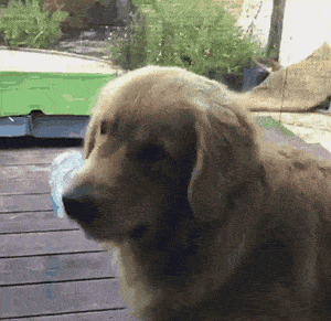 原创这只狗天天捡破烂,被主人骂了:当我们家是垃圾场啊!