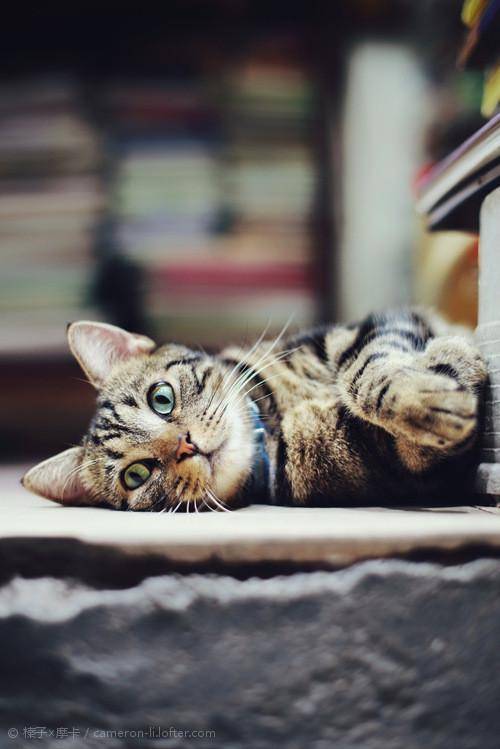 秒解纠结症!佳能m6和m50到底怎么选择