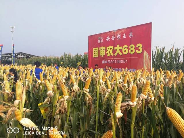 农大683是由中国农大教授,国家玉米改良中心副主任陈绍江和豫玉种业
