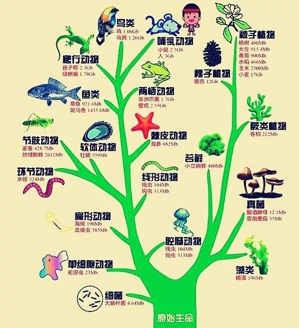 生物进化谱系图