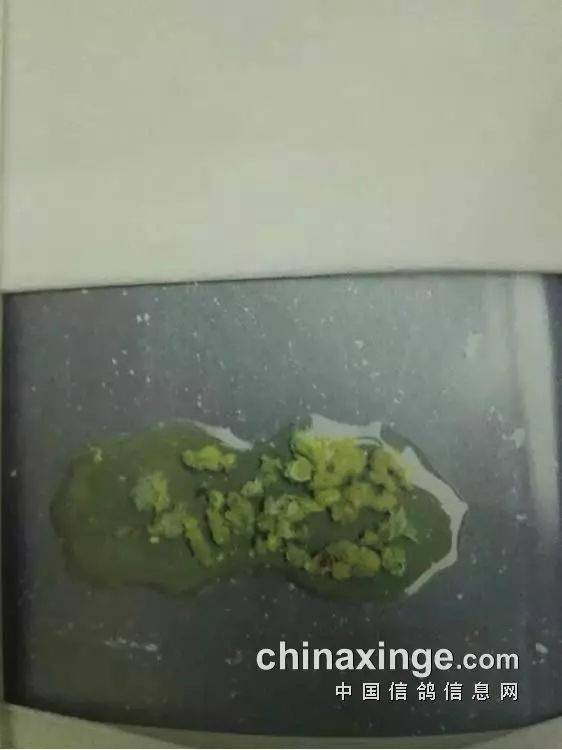 一般为肠炎或副伤寒病,此病也有较强的传染性,同样对信鸽会构成很大的