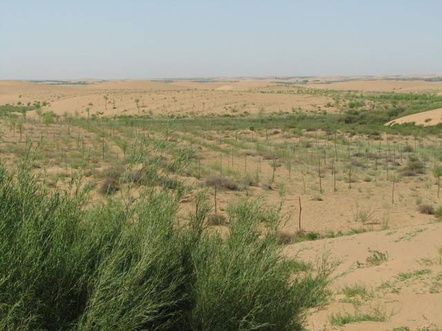 沙柳种植基地