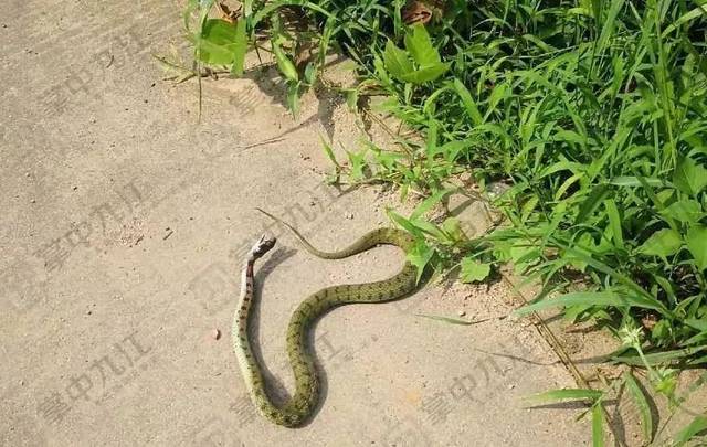 恐怖!九江八里湖一居民家中惊现1米长蛇,它赖着不走原因竟是