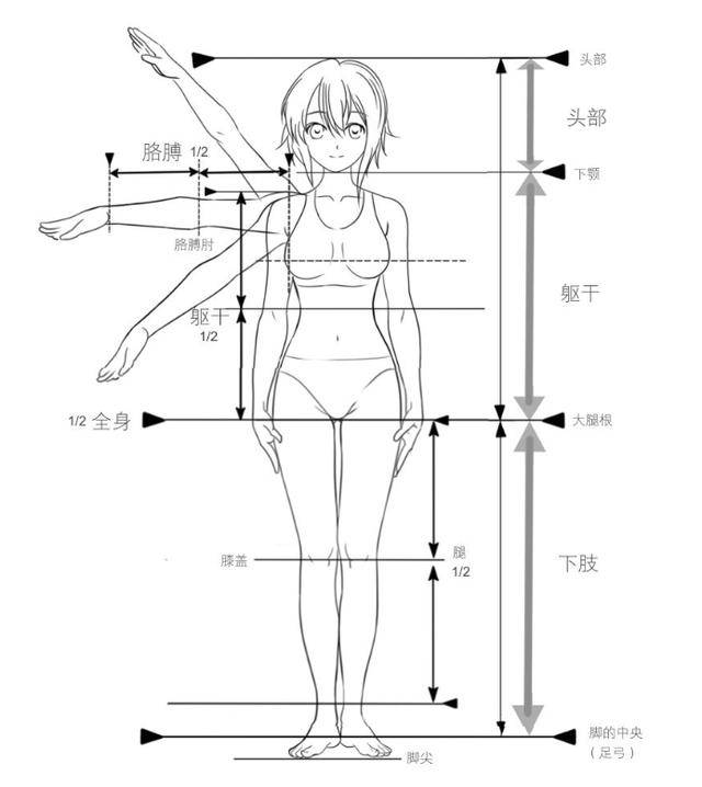 教你画动漫女生身体比例的画法!