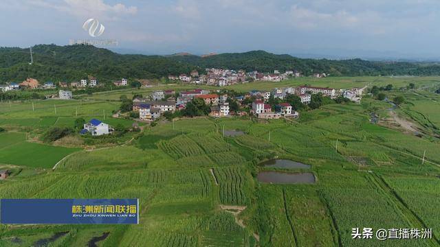 陈思,何璐记者,茶陵台记者 刘鹏记者报道 洒水村茶陵枣市镇周四文田家