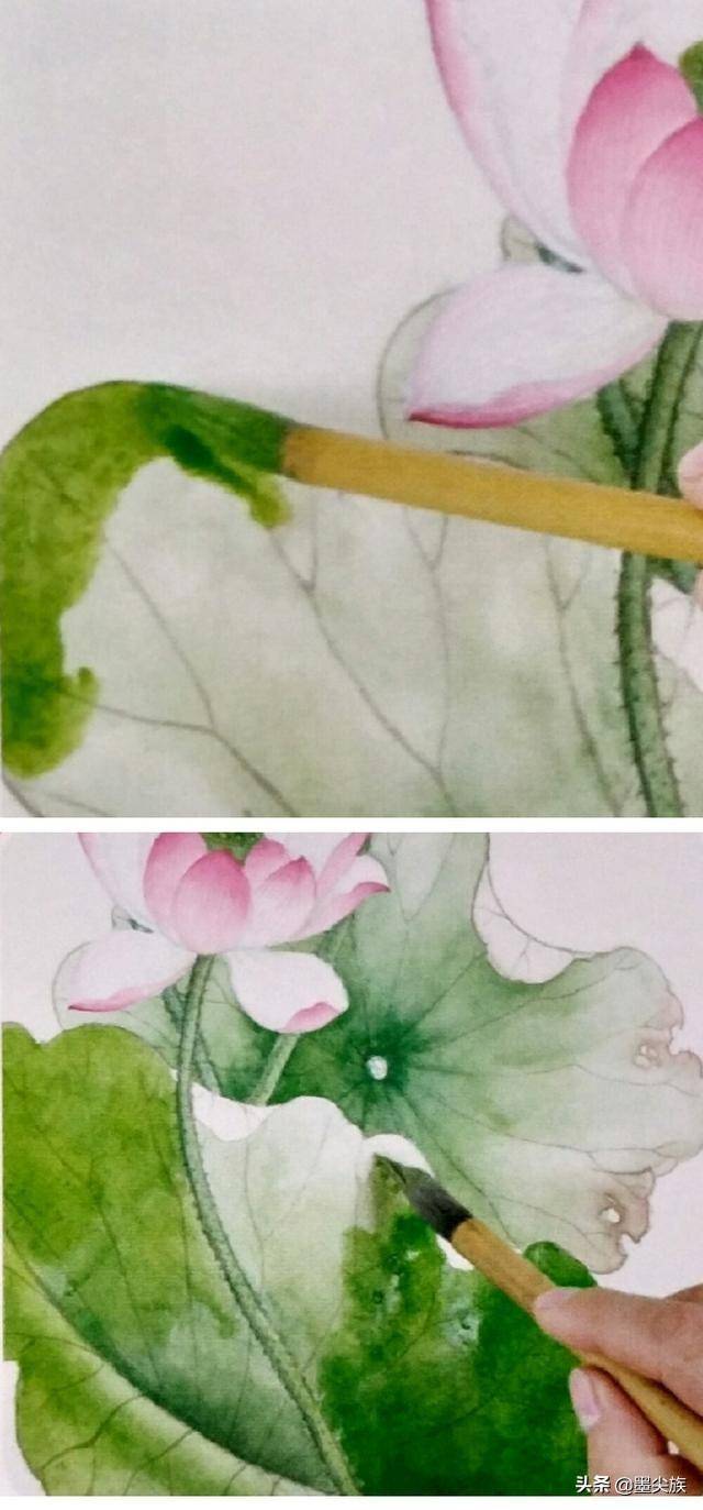 一幅完整的工笔荷花作品详细画法及染色步骤