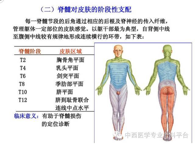 三十一对脊神经走形与支配图解