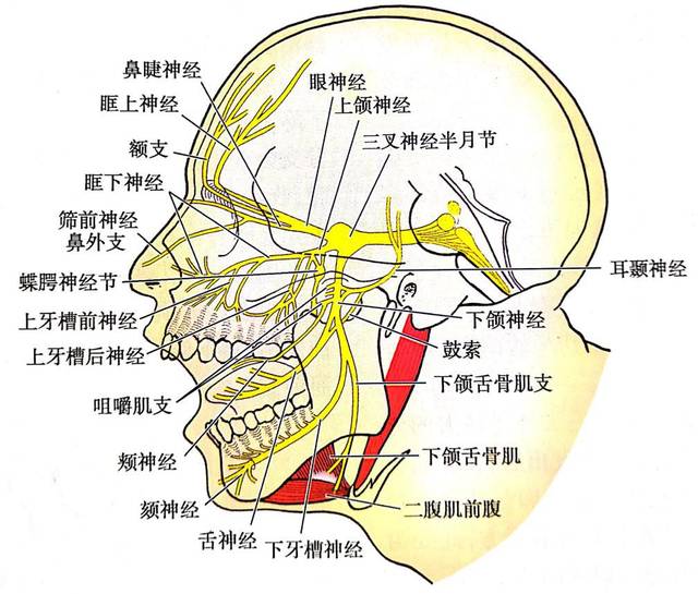 三叉神经起于脑桥中段外侧面,向下分为眼神经,上颌神经和下颌神经