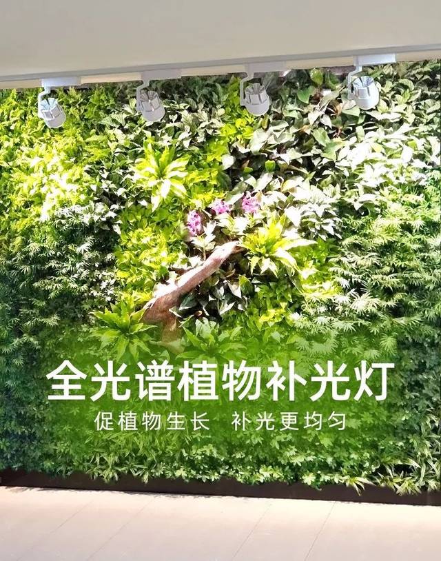 室内植物墙为什么要加植物补光灯?