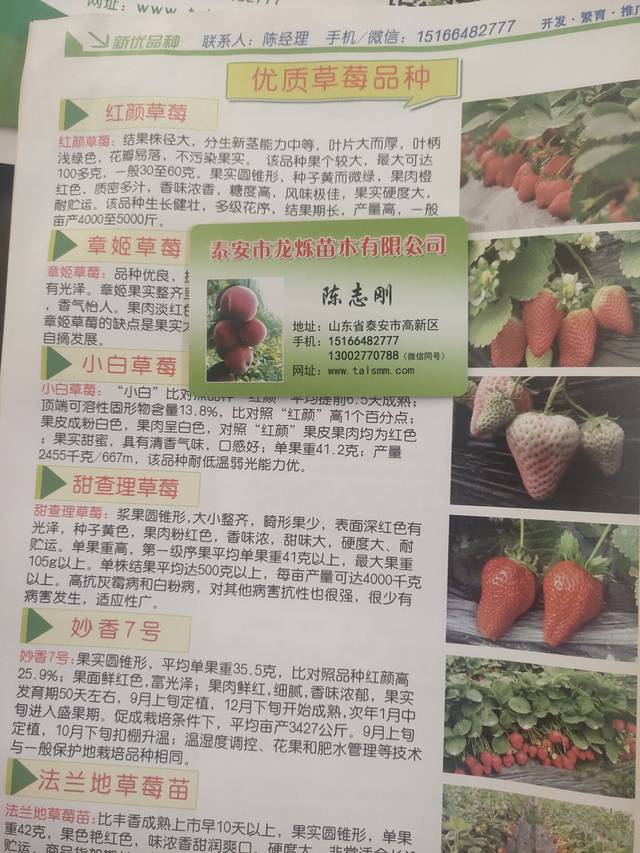 2019年草莓苗品种的选择