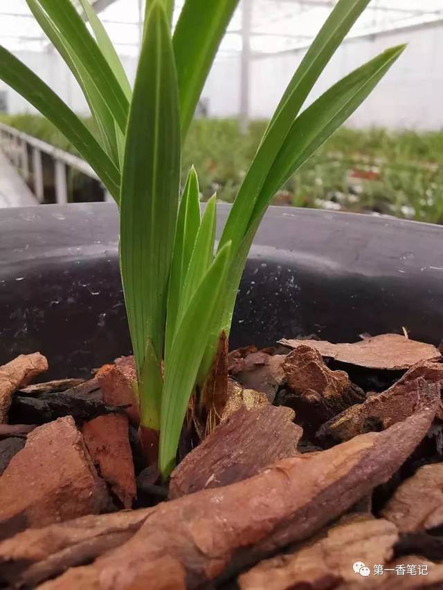 [艺兰频道]二oo:难治的兰花蚧壳虫除根办法