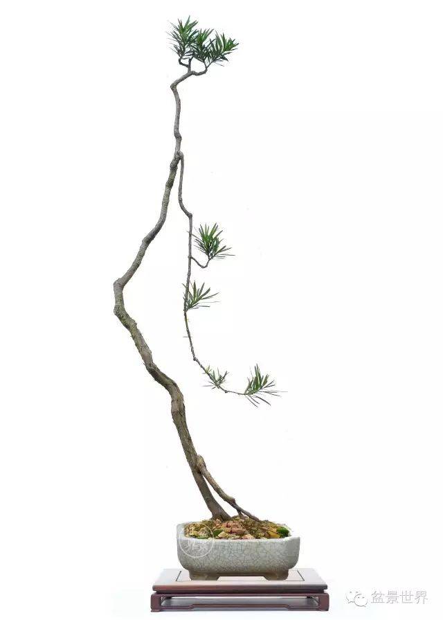 最美的100盆罗汉松盆景(建议收藏)