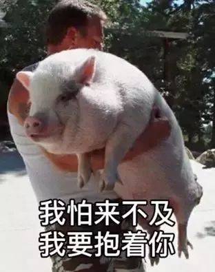 猪肉价格飞涨背后:绍兴近年猪场关闭三分之二!生猪存栏量大幅下降!