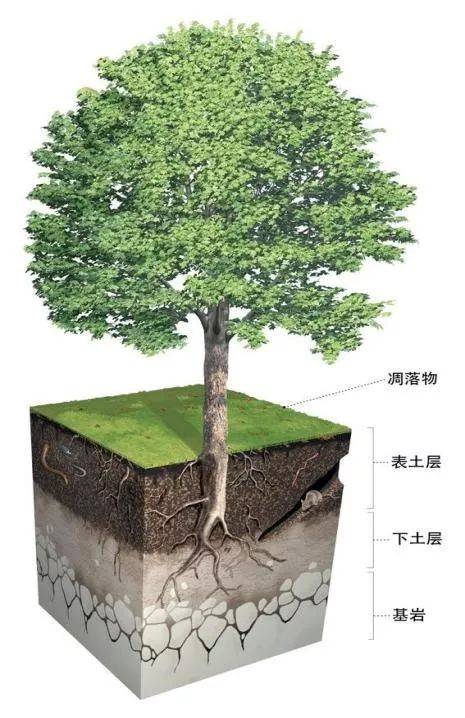 需根据监测要求和土壤发育完整程度在土壤剖面各层中部位多点分层采样