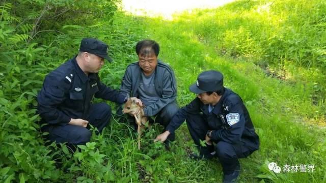 森林公安:不忘初心 继续前行