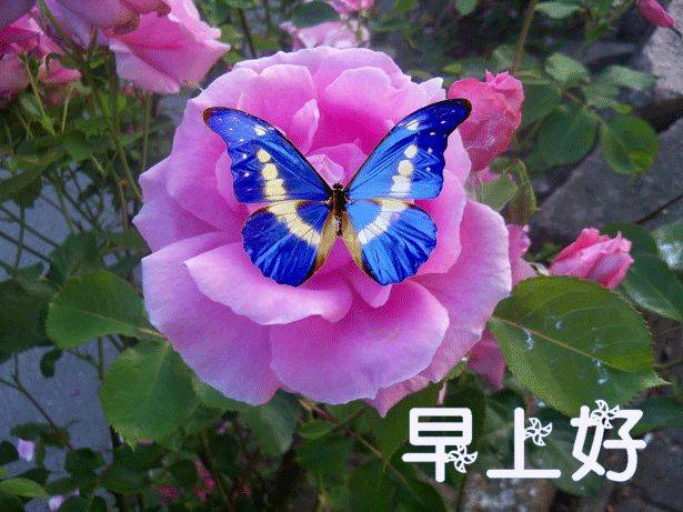 早上好问候语鲜花动态图片大全 早上好表情祝福句子