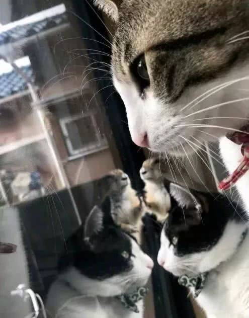 小姐姐养土拨鼠来做宠物,简直是萌得不得了