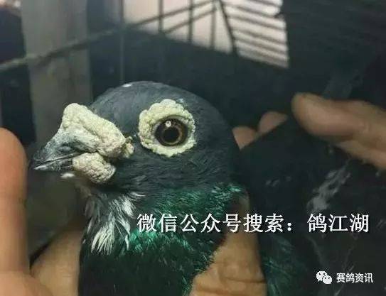 我们附上一张粗略统计的"跃龙系"鸽种在上海飞出的一些成绩: 2000