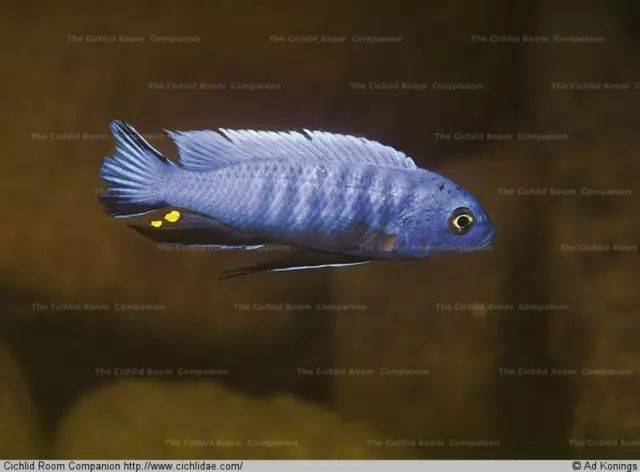 奇亭巴长身阿芙拉 cynotilapia sp. "elongatus chitimba"