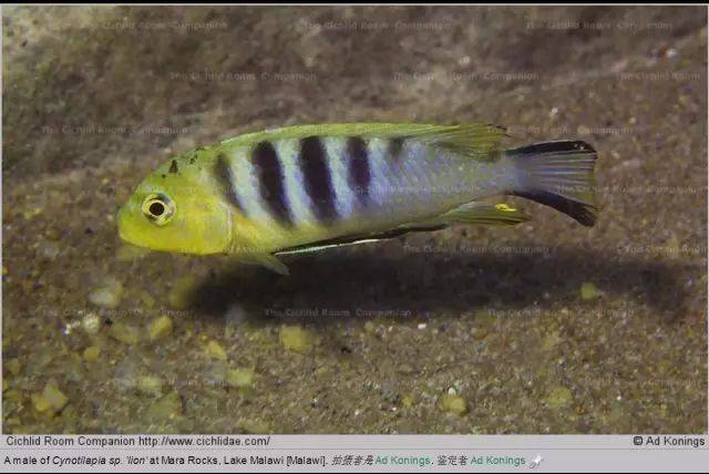 斑马阿芙拉 /金背阿芙拉cynotilapia zebroides "cobwé" 4cm