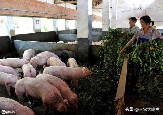 国家支持养猪政策密集出台!农民朋友,你